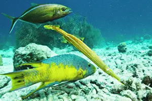 Rufus: Spanish Hogfish (Bodianus rufus), Trumpetfish