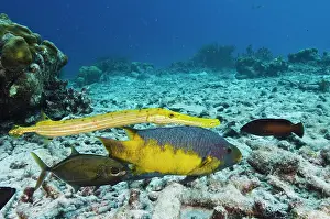 Rufus: Spanish Hogfish (Bodianus rufus), Trumpetfish