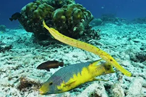 Rufus: Spanish Hogfish (Bodianus rufus) & Trumpetfish