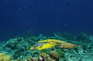 Rufus: Spanish Hogfish (Bodianus rufus), Trumpetfish