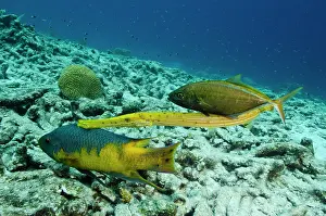 Rufus: Spanish Hogfish (Bodianus rufus), Trumpetfish