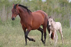 Saddle: Spanish horse and foal in a meadow
