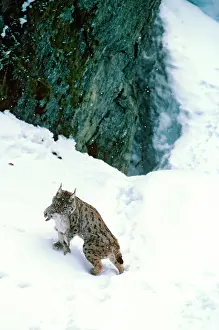 Pardel: Spanish / Iberian / Pardel lynx - In snow with rabbit prey