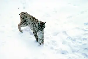 Pardel: Spanish / Iberian / Pardel lynx - In snow with rabbit prey