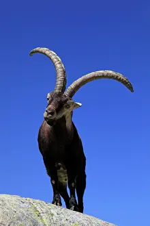 Pyrenaica: Spanish Ibex