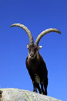 Pyrenaica: Spanish Ibex