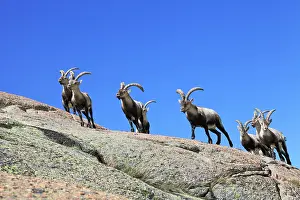 Pyrenaica: Spanish Ibex