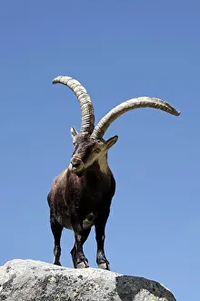 Pyrenaica: Spanish Ibex