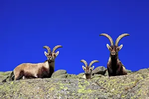 Pyrenaica: Spanish Ibex