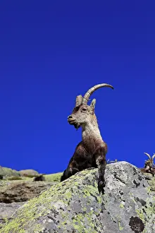 Pyrenaica: Spanish Ibex