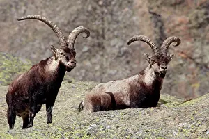 Pyrenaica: Spanish Ibex