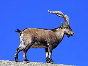 Pyrenaica: Spanish Ibex