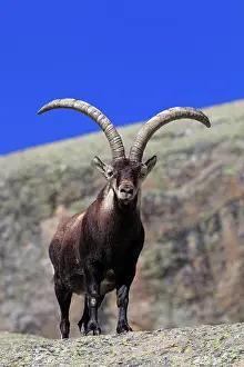 Pyrenaica: Spanish Ibex