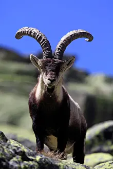 Pyrenaica: Spanish Ibex