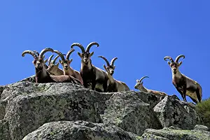 Pyrenaica: Spanish Ibex