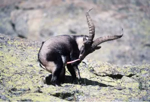 Penis: SPANISH IBEX