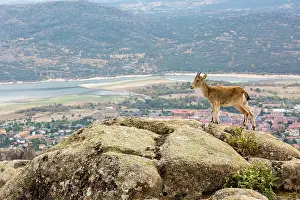 Caprine: Spanish ibex (Capra pyrenaica) female on rock, Guadarrama