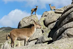 Caprine: Spanish ibex (Capra pyrenaica) female and young