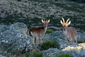 Caprine: Spanish ibex (Capra pyrenaica) females on rock