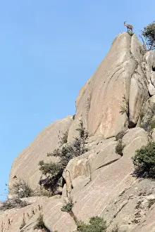 Caprine: Spanish ibex (Capra pyrenaica) male on rock, Guadarrama