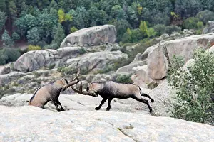 Caprine: Spanish ibex (Capra pyrenaica) males fighting, Guadarrama