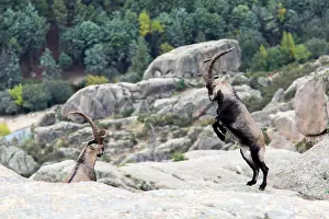 Caprine: Spanish ibex (Capra pyrenaica) males fighting, Guadarrama