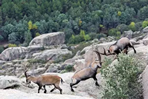 Caprine: Spanish ibex (Capra pyrenaica) males fighting, Guadarrama