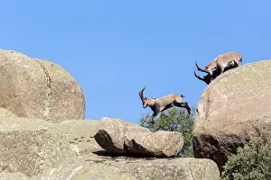 Caprine: Spanish ibex (Capra pyrenaica) males on rock, Guadarrama