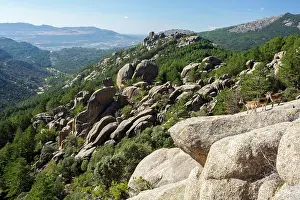 Caprine: Spanish ibex (Capra pyrenaica) on rock, Guadarrama