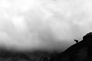 Capra: Spanish ibex (Capra pyrenaica), Silhouette on rock