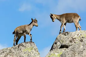 Caprine: Spanish ibex (Capra pyrenaica) young fighting on