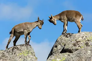Caprine: Spanish ibex (Capra pyrenaica) young fighting on