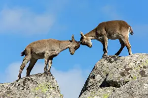 Caprine: Spanish ibex (Capra pyrenaica) young fighting on