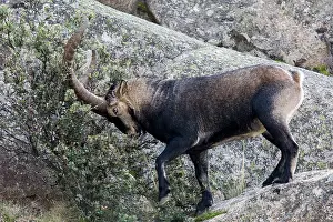 Caprine: Spanish ibex (Capra pyrenaica)male on rock, Guadarrama