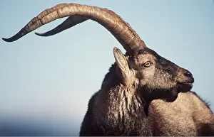 Goats: SPANISH IBEX - close-up of head