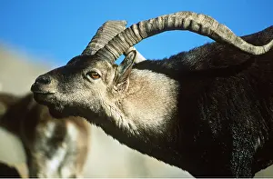 Bucks: SPANISH IBEX - close-up of head of male
