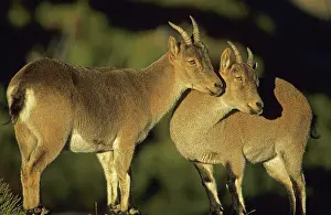 Pyrenaica: Spanish Ibex - ewes, I.U.C.N. vulnerable, lives