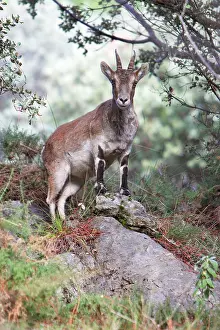 Pyrenaica: Spanish Ibex - female animal alert