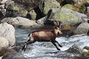 Pyrenaica: Spanish Ibex - jumping through water