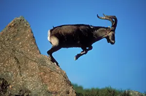 Victoriae: Spanish IBEX - leaping off a rock