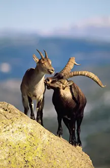 Victoriae: SPANISH IBEX - male courting female