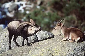 Altitude: SPANISH IBEX - male courting female