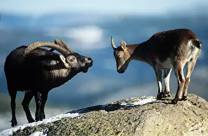 Altitude: SPANISH IBEX - male courting female