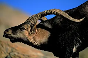 Victoriae: Spanish Ibex - Male courting female in rut