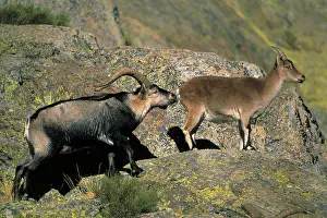 Victoriae: Spanish Ibex - Male courting female in rut