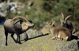 Pyrenaica: Spanish Ibex - male courting female in rut, I.U.C.N
