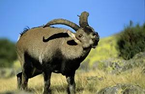 Pyrenaica: Spanish Ibex - male displaying tongue in rut, I.U.C.N