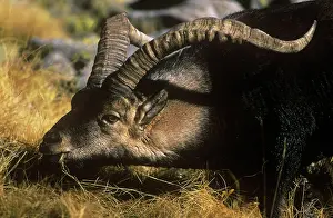 Pyrenaica: Spanish Ibex - male, feeding on vegetation