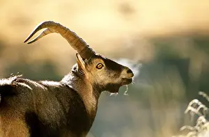 Bucks: SPANISH IBEX - male head