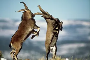 Victoriae: Spanish IBEX - two males fighting